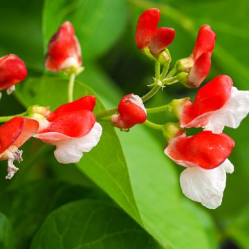 Runner Bean Hestia