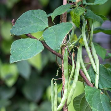 Haricot nain à filet Flevoro - Phaseolus vulgaris