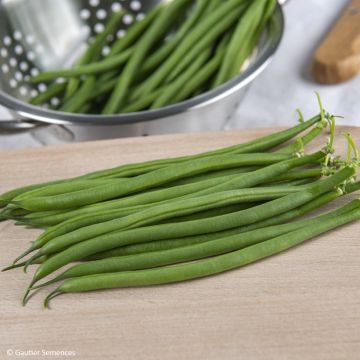 Phaseolus vulgaris Grillon - Common bean