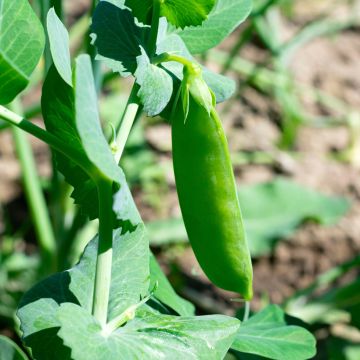 Haricot nain à écosser Coco Blanc précoce