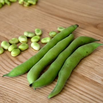 Bush Dry Bean Flageolet Flavert - Vilmorin Seeds