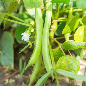 Dwarf Bean for shelling Michelet long pod