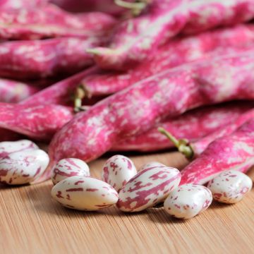 Bush Shell Bean Vivaldi - Vilmorin Seeds