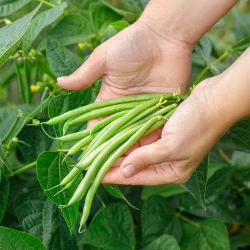 Haricot Pongo sans fil vert foncé Bio – Top 50 - Ferme de Sainte Marthe 