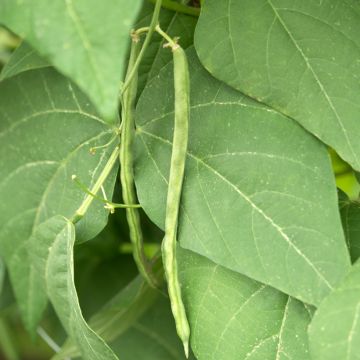 Haricot nain mangetout Primel - Création Vilmorin