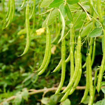 Haricot nain mangetout Princesse double de Hollande