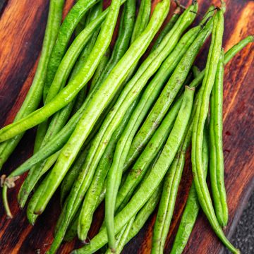 Dwarf snap bean Processor