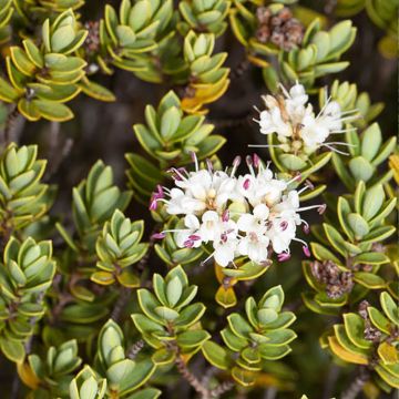 Hebe topiaria - Topiarist's hebe