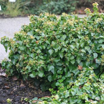 Hedera helix Arbori Compact - Common Ivy