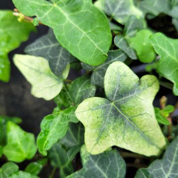 Hedera helix Frosty - Common ivy