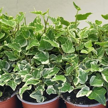 Hedera helix White wonder - Common ivy