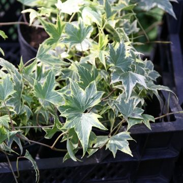 Hedera helix Yellow Ripple - English Ivy