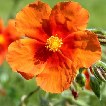 Helianthemum Bronzeteppich - Rock Rose