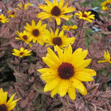 Heliopsis helianthoides Summer Pink