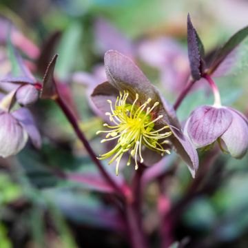 Helleborus lividus