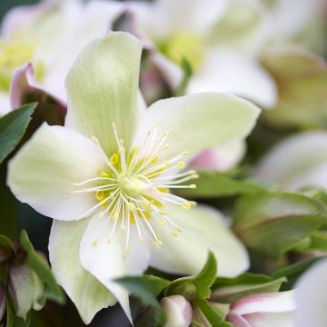 Hellébore ViV Suzanna - Helleborus orientalis