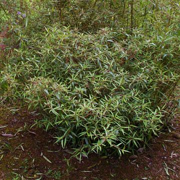 Helwingia chinensis Narrow Leaves