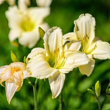 Hemerocallis Arctic Snow - Daylily