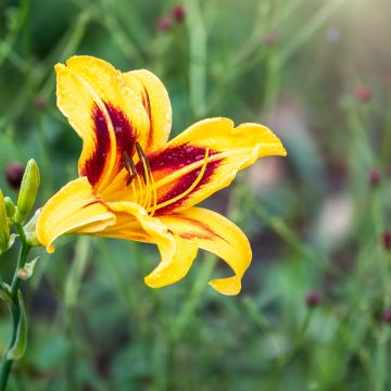 Hemerocallis Bonanza - Daylily