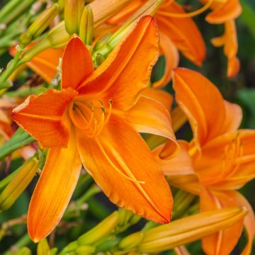 Hemerocallis Burning Daylight - Daylily