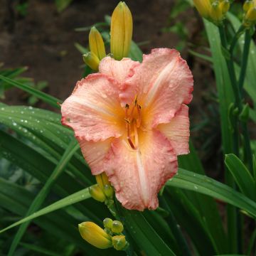 Hemerocallis Childrens Festival - Daylily