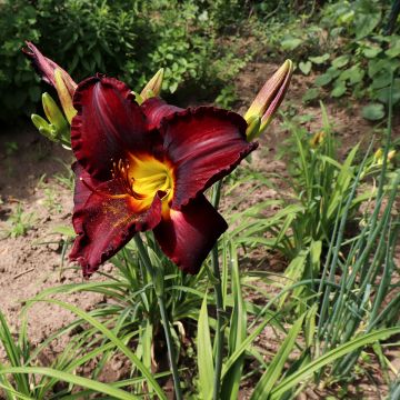 Hemerocallis Chocolate Candy - Daylily