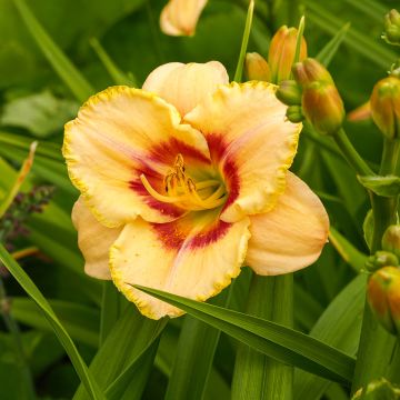 Hemerocallis Custard Candy - Daylily