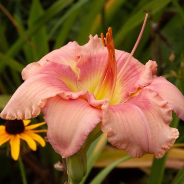 Hemerocallis Eyed Beauty - Daylily