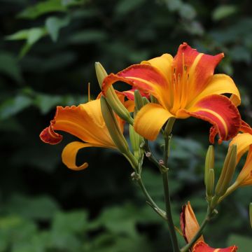 Hémérocalle Frans Hals - Hemerocallis Frans Hals