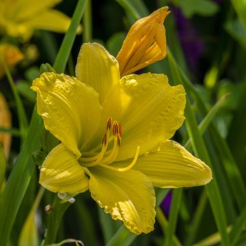 Hemerocallis Green Flutter - Daylily