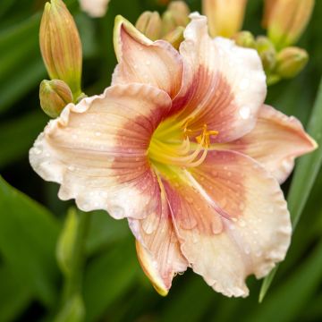 Hemerocallis Janice Brown - Daylily