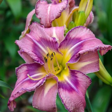 Hémérocalle Mildred Mitchell - Hemerocallis Mildred Mitchell