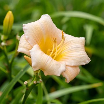 Hemerocallis Mini Pearl - Daylily