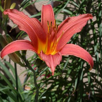 Hémérocalle Pink Damask - Hemerocallis Pink Damas