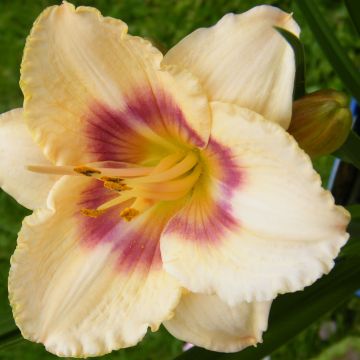 Hemerocallis Siloam Virginia Henson - Daylily