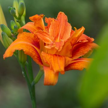 Hemerocallis fulva Flore Pleno - Hémérocalle fauve double - Lis d'un jour