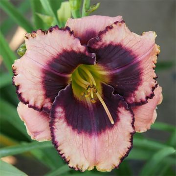 Hemerocallis Daring Deception - Daylily