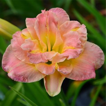 Hemerocallis Lacy Doily - Daylily