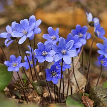 Hepatica nobilis