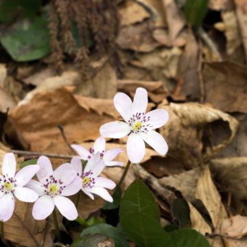 Hepatica nobilis White Forest- Anémone hépatique