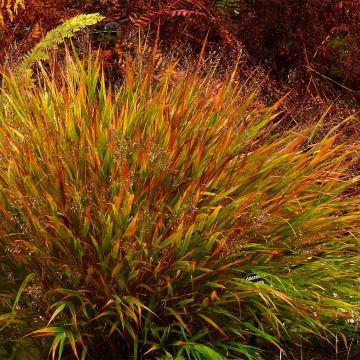 Hakonechloa macra Nicolas - Japanese Forest Grass