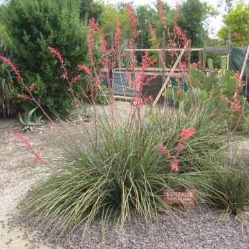 Hesperaloe parviflora Rubra - Red Yucca