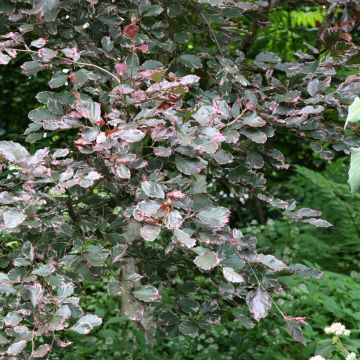 Fagus sylvatica Purpurea Tricolor - Beech