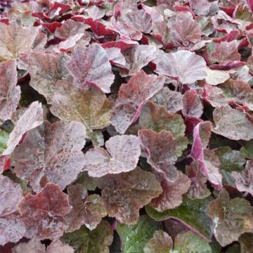 Heuchera XXL - Heuchère