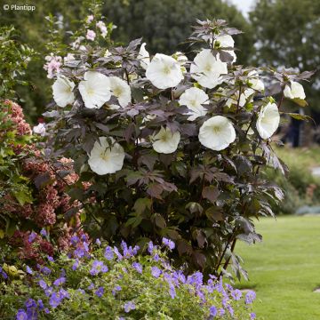 Hibiscus moscheutos Carousel® Ghost ® - Swamp Rose Mallow