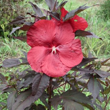 Hibiscus moscheutos Giant Red - Swamp Rose Mallow