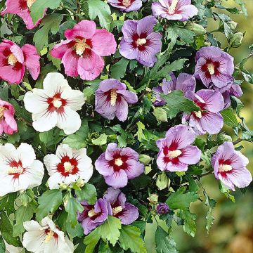 Three-coloured Hibiscus syriacus