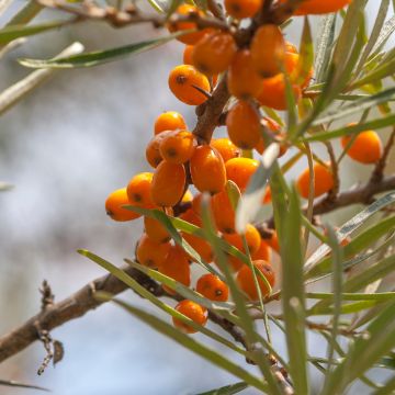 Hippophae rhamnoides Frugana - Sea buckthorn