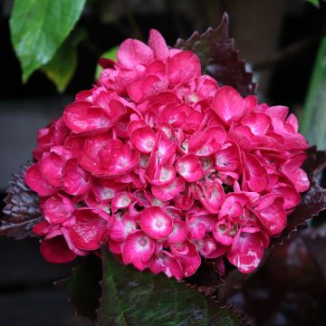 Hydrangea macrophylla Merveille Sanguine