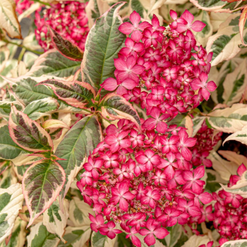 Hydrangea serrata Euphoria Pink